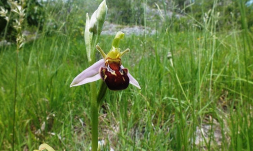  Im Landschaftsschutz- und FFH-Gebiet „Salzgitterscher Höhenzug“ gibt es viele seltene und zum Teil vom Aussterben bedrohte Tier- und Pflanzenarten. Hier zu sehen die Bienen-Ragwurz aus der Familie der Orchideen, die sich vor allem auf Trockenrasen und Magerrasen wohlfühlt. Foto: Rainer Schlicht