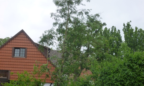 Auf dem Hornburger innerstädtischen Großparkplatz zwischen Vorwerk und Friedrich-Ebert-Platz wurde eine dort stehende Eberesche stark beschädigt. Foto: Gemeinde Schladen-Werla
