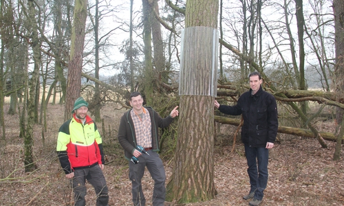 Revierleiter Michael Cordes, Forstwirtschaftsmeister Wilhelm Stapel und Michael Kühn, Vorsitzender Nabu Wolfsburg vor einem mit einem Glasfasermantel geschützten Horstbaum. Foto: NABU