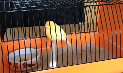 Fundsache Kanarienvogel. Foto: Polizei