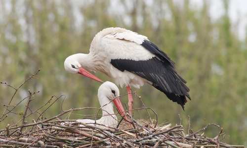 Fridolin und Mai haben Nachwuchs bekommen. Foto: NABU; Bärbel Rogoschik