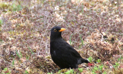 Amseln sind jetzt überall zu hören. Foto: Diethelm Krause-Hotopp