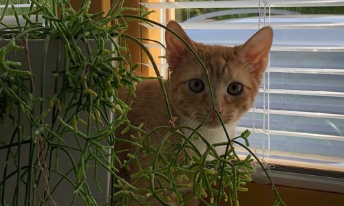 Kater Jay sucht ein Zuhause. Fotos: Tierschutzzentrum Ribbesbüttel