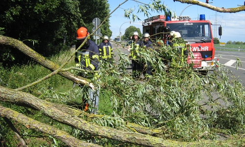 Der Baum war zum Teil auf die Straße gefallen und musste von der Feuerwehr entfernt werden. Fotos: Feuerwehr Flechtorf