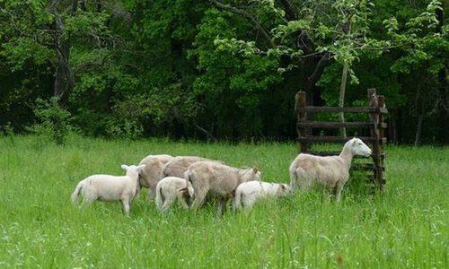 Einige Schafe sind bereits auf den Streuobstwiesen im Schimmerwald unterwegs. Foto: Niedersächsische Landesforsten