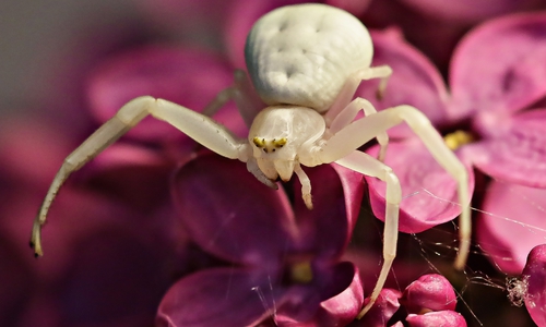 Die "weiße Spinne" besuchte unseren Leser am Frühstückstisch. Fotos: Friedrich-Wilhelm Schneider 