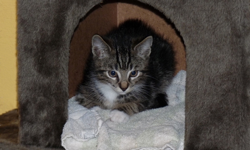 Katzen und andere Haustiere brauchen an Silvester einen Rückzugsort, an dem sie sich sicher fühlen. Foto: Deutscher Tierschutzbund e.V. / Ehrhardt