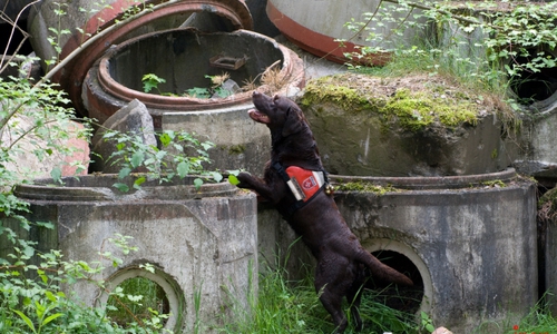 Die Rettungshunder der Malteser im Einsatz. Foto: Malteser Braunschweig
