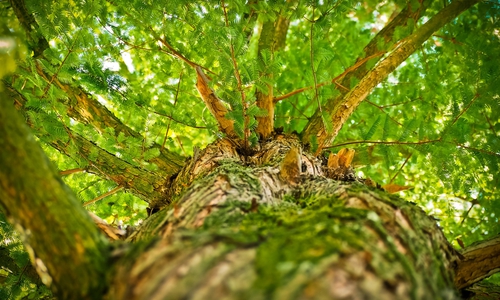 Ob nun eine Baumschutzsatzung kommt, entscheidet sich im Sommer. Symbolfoto: pixabay