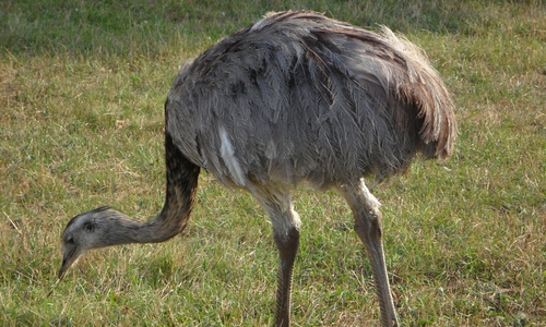 Ob Emu oder Nandu, bislang konnte der Laufvogel noch nicht zu seinem Besitzer zurückgebracht werden. Foto: pixabay