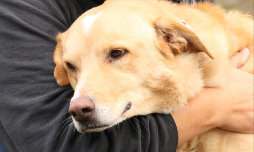 Wer gibt Marie ein neues Zuhause? Foto: Tierschutzzentrum Ribbesbüttel