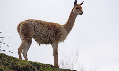 Ein ausgebüxtes Lama sorgte für Aufregung. Symbolbild. Foto: pixabay (Public Domain)