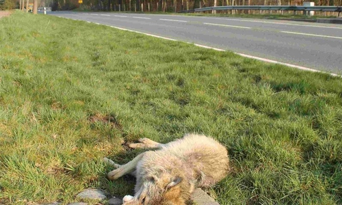 Totfund eines Wolfes an der B 71 in der Lüneburger Heide. Symbolfoto: Wolfberater Oliver Richter