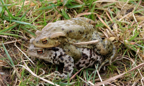 Das Erdkrötenmännchen lässt sich von einem Weibchen zum Laichplatz an einem Tümpel oder See tragen - bei der Überquerung der Straßen sterben viele Tiere, deswegen braucht es Schutzmaßnahmen.  Foto: Michael Schnichels