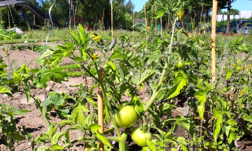 Gibt es in der Stadt bald Obst und Gemüse zum Ernten? Vielleicht wären kleine Tomaten eine Option? Foto: Archiv