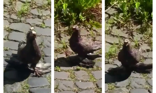 Die usbekische Taube auf ihrem Weg durch die Wolfenbütteler Stadt. Fotos/Video: Privat