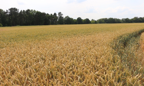 Die Landwirte zeigten sich nicht uninteressiert am Artenschutz. Symbolfoto: Anke Donner
