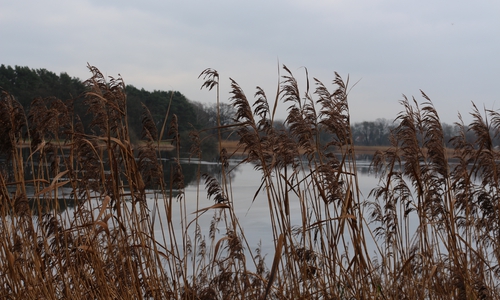 Die NABU informiert über Natur am Ellernbruchsee. Symbolfoto: Archiv