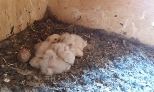 Im Glockenturm der Hornburger Kirche sind Turmfalken geschlüpft. Foto/Video: Privat