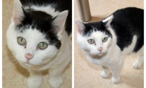 Katze Gundi such ein Zuhause. Foto: Tierschutzverein Gifhorn und Umgebung