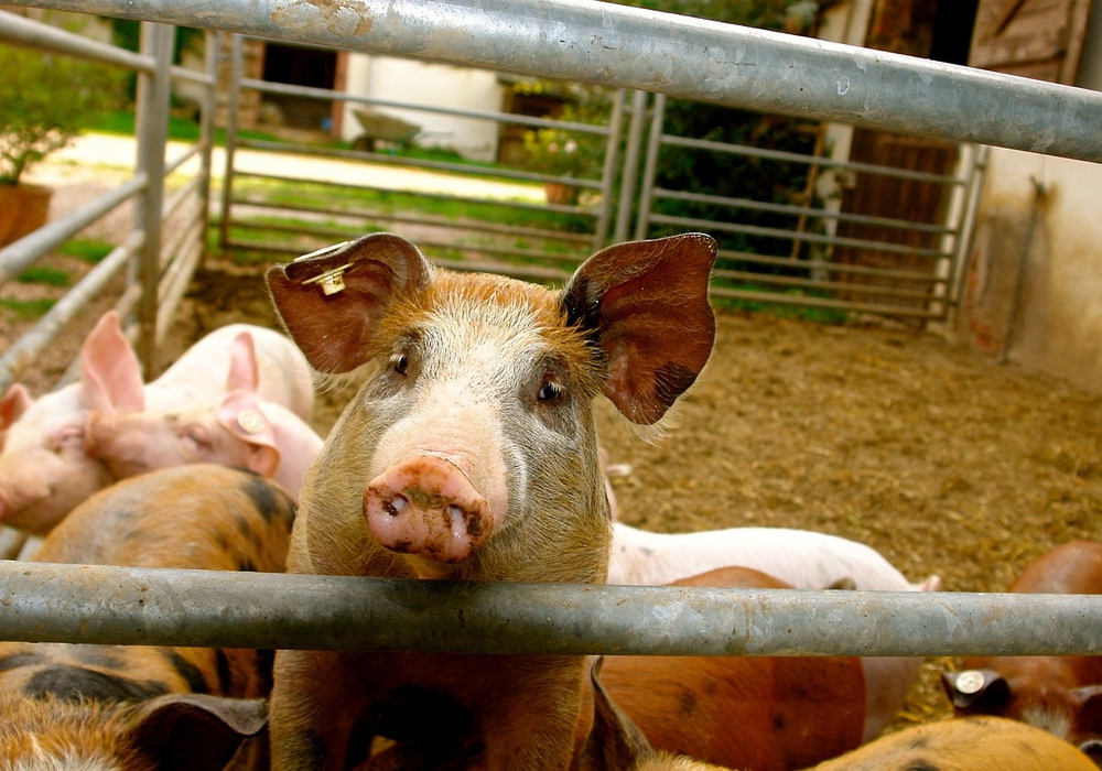 Ein Mastbetrieb für 1.500 Schweine soll zwischen Dannenbüttel und Westerbeck entstehen. Foto: Pixabay