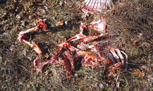 Illegal entsorgte Schlachtabfälle. Foto: Polizei Langelsheim