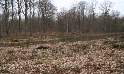 Die Herzogsberge bei Cremlingen. Foto: Diethelm Krause-Hotopp