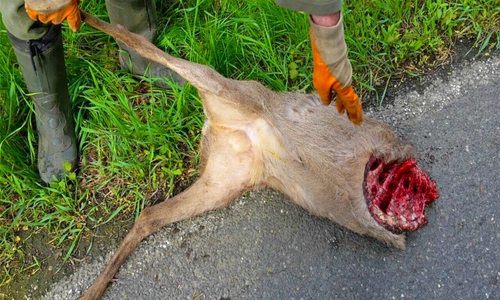 Die Straftäter zerteilten den toten Rehbock mit einem Messer. Foto: Jagdbevollmächtigter