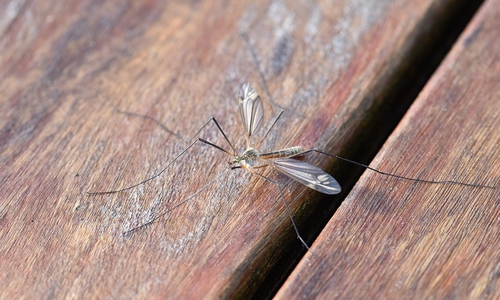 Stechmücken übertragen das Usutu-Virus.
Symbolbild: pixabay