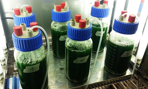 Bioreaktoren im Lichtbrutschrank. Foto: Ostfalia