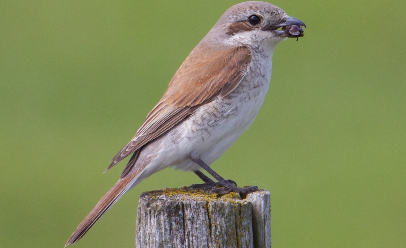 Citizen Science „Laien“Wissenschaft, aber nicht laienhaft