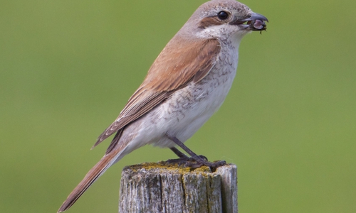 Die Erfassung der Vogelarten (hier ein Neuntöter) ist ein Paradebeispiel für Citizen Science.  Foto: NABU/Claus Hektor