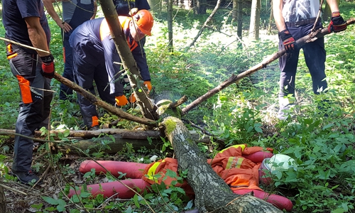 Verunfallter Holzwerber. Foto: Niedersächsische Landesforsten