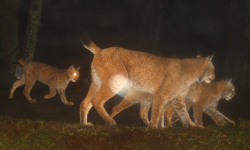 Es kam zu reichlich Sichtungen im ganzen Harz. Fotos: Naturpark Harz