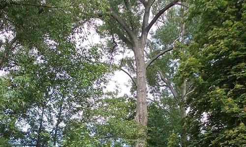 Die Bürgerliste setzt sich für den Erhalt der zu fällenden Pappeln ein. Foto: Bürgerliste für Goslar und Vienenburg