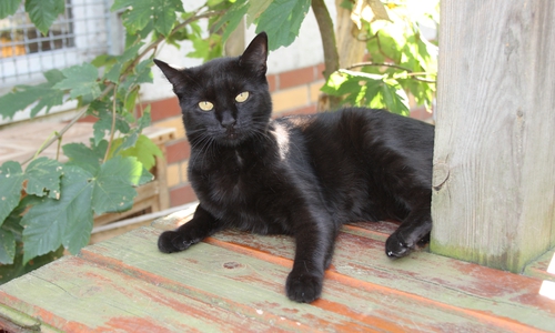 Wer schenkt Bianca das liebevolle Zuhause, nach dem sie sich so sehr sehnt? Foto: Tierschutzzentrum