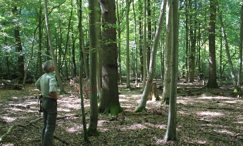 Zum Erhalt der Eichen sind einige Maßnahmen erforderlich. Foto: Niedersächsische Landesforsten
