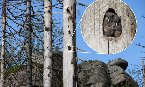 Junge Raufußkäue in stehendem Totholz des Nationalparks. Foto: Caren Pertl