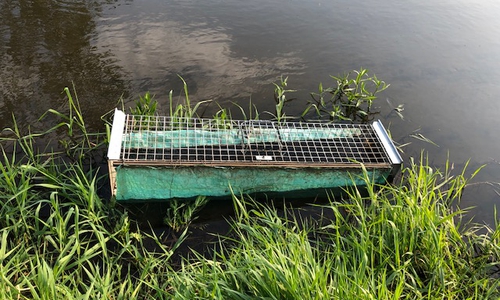 Immer häufiger werden Fallen der Jägerschaft Gifhorn manipuliert oder zerstört. Eine landete in der Oker. Foto: Jägerschaft Gifhorn