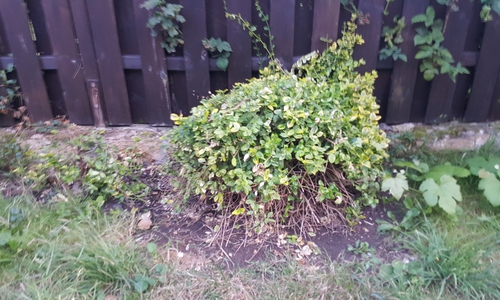 Hartriegel werde in der Regel gar nicht geschnitten, so Lutz Seifert. Foto: Lutz Seifert