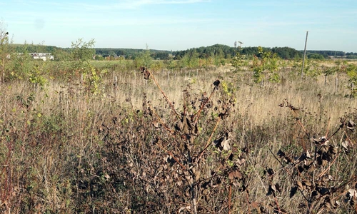 Die Ausgleichsfläche für die Rodungen des Querumer Forstes. Foto: BIBS-Fraktion im Rat der Stadt Braunschweig