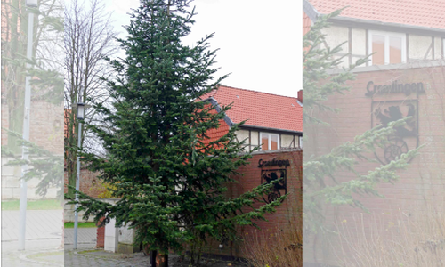 Noch kein ganz fertiger Weihnachtsbaum, aber er steht schon an Ort und Stelle. Foto: Jörg Weber 