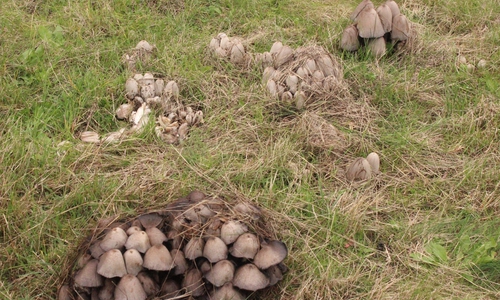 Welche Pilze kann man essen und welche sollte man besser stehen lassen?
Symbolfoto: Anke Donner