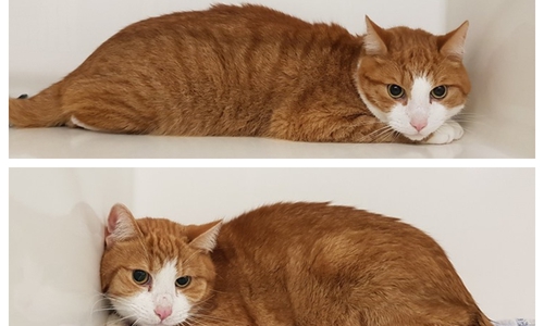 Diese beiden Katzen wurden vor dem Tierheim ausgesetzt. Fotos: Tierschutzverein Goslar und Umgebung 