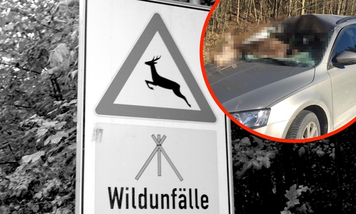 Am Wochenende kam es zu zwei Wildunfällen auf der K 58 zwischen Bilderlahe und Rhüden. Symbolfoto: Archiv