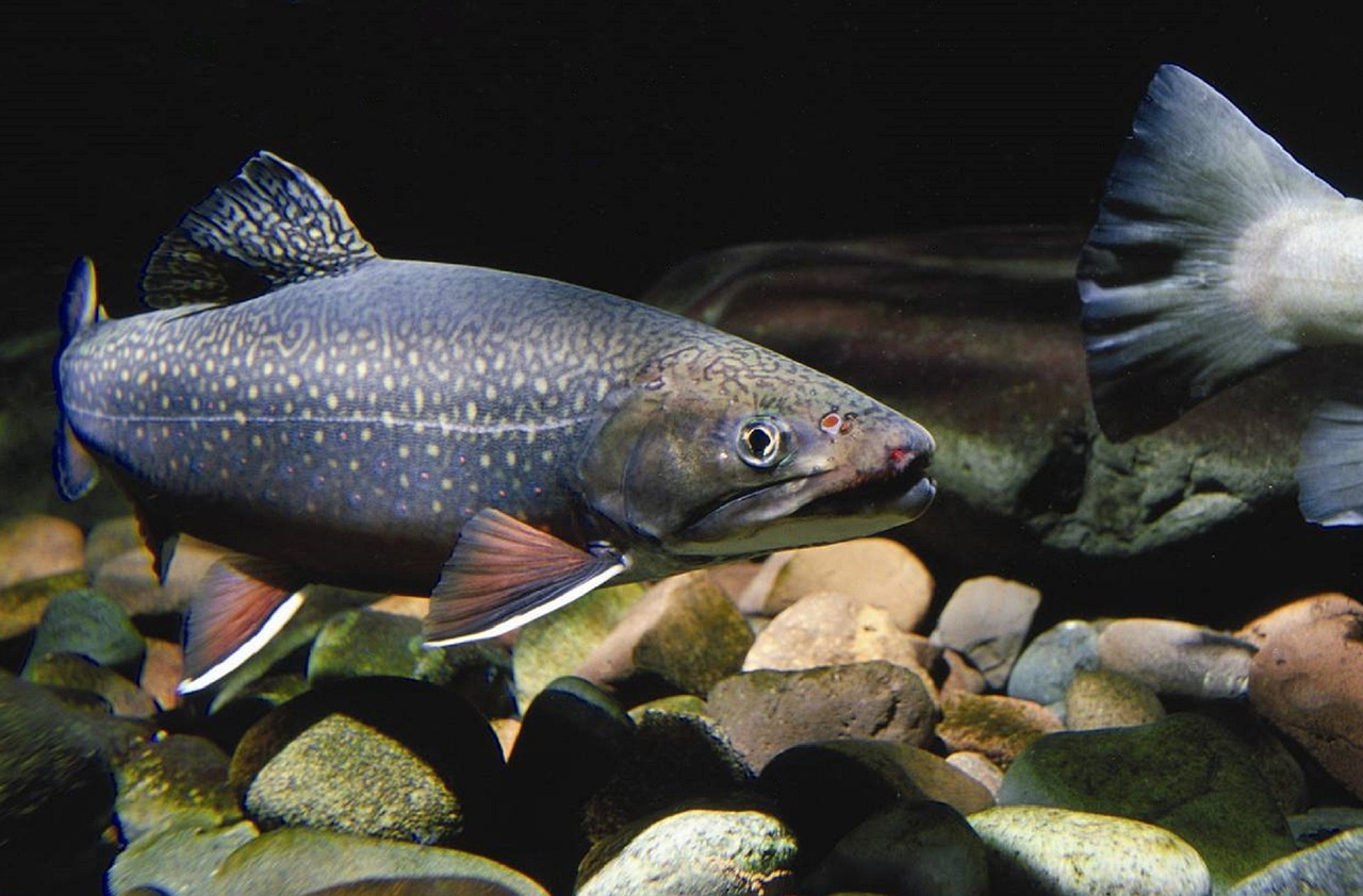 War es Gift? Fischsterben in der Warmen Bode | regionalHeute.de