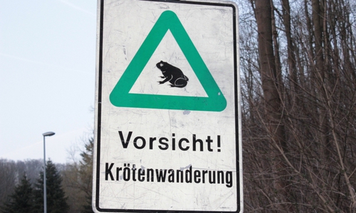 Aufgrund der Krötenwanderung müssen einige Straßen im Landkreis gesperrt werden. Fotos: Anke Donner