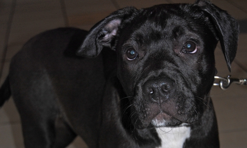 Der Landkreis Peine hat die 5 Monate alte Staffordshire-Terrier-Hündin "Bertha" abzugeben. Foto: Landkreis Peine 