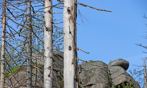 Trotz vieler toter Bäume ist der Wald so lebendig und dynamisch wie selten zuvor. Foto: Caren Pertl