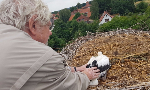 Behutsam kümmert sich der Storchenbeauftragte Hans-Jürgen Behrmann um das Jungtier. Foto: Pressestelle der Freiwilligen Feuerwehr der Samtgemeinde Meinersen, Schaffhauser